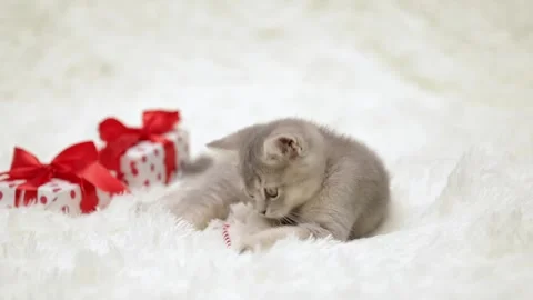 Cute gray cat on a light background Stock Footage 270510335