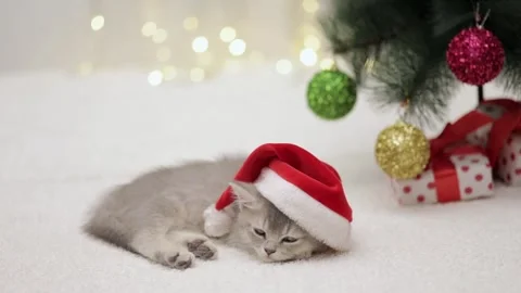 Cute gray cat on a light background 스톡 동영상 270510357