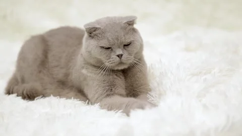 Cute gray cat on a light background Stock-Footage 270667973