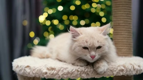 Cute gray cat on a light background 動画素材 270669808