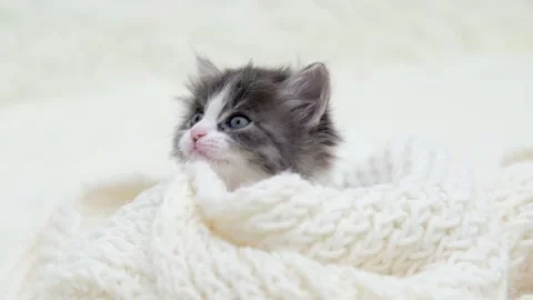 Cute gray cat on a light background Stockbeeldmateriaal 270670507