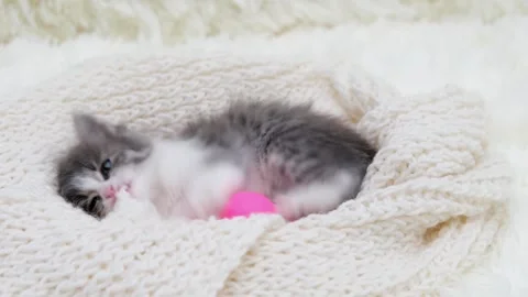 Cute gray cat on a light background Vidéo 270672433