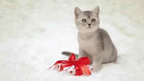 Cute gray cat on a light background Stock-Footage 270672552