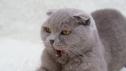 Cute gray cat on a light background Stock Footage 270672916