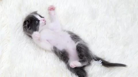 Cute gray cat on a light background Video stock 270880021