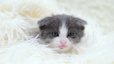 Cute gray cat on a light background Stock-Footage 270880240