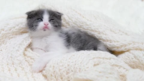 Cute gray cat on a light background Stock-Footage 270880505