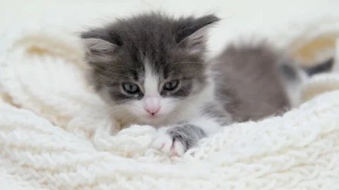 Cute gray cat on a light background Stock Footage 270881420