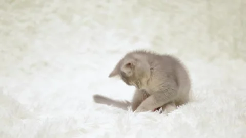 Cute gray cat on a light background Video stock 270881940