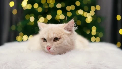 Cute gray cat on a light background Stock Footage 270882153