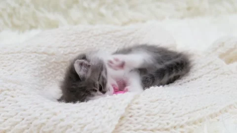 Cute gray cat on a light background 動画素材 270882438