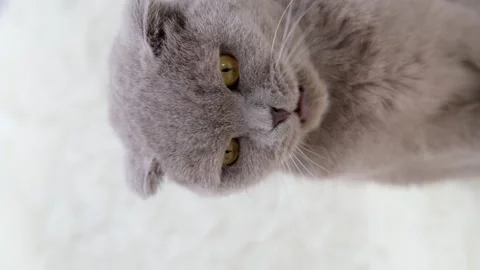 Cute gray cat on a light background Vidéo 270882669