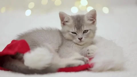 Cute gray cat on a light background Stock Footage 270882829