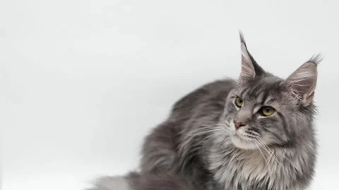 Cute gray cat on a light background Stock-Footage 270883258