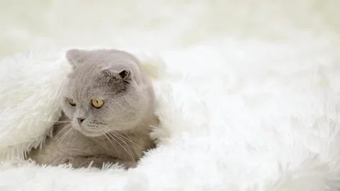 Cute gray cat on a light background Stock-Footage 272200103