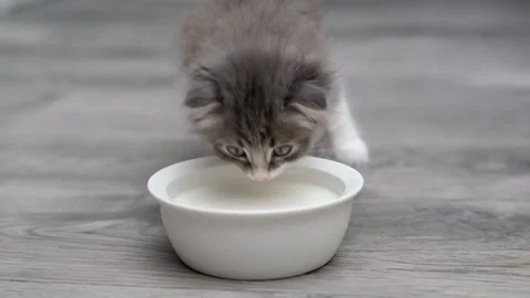 Cute gray cat on a light background Stock Footage 272200178