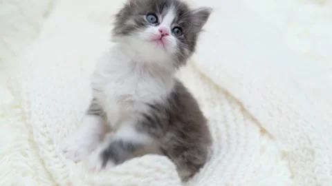 Cute gray cat on a light background Stock Footage 272200301