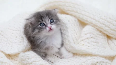 Cute gray cat on a light background Stock Footage 272200370