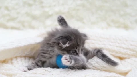 Cute gray cat on a light background 스톡 동영상 272200454