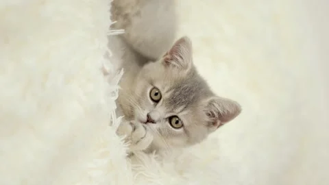 Cute gray cat on a light background Video stock 272200540