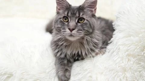 Cute gray cat on a light background Stock Footage 272200652