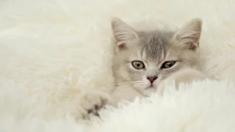Cute gray cat on a light background Video stock 272200691