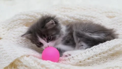 Cute gray cat on a light background Video stock 272200842