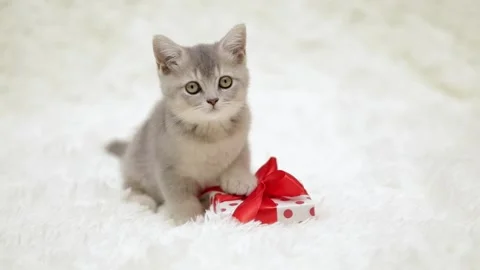 Cute gray cat on a light background Stock-Footage 272200957