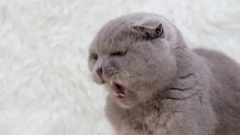 Cute gray cat on a light background Stock Footage 272201059