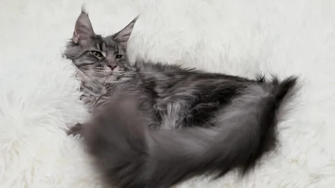 Cute gray cat on a light background Stock Footage 272201134