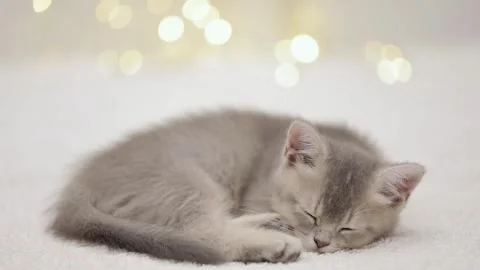 Cute gray cat on a light background Stock-Footage 272201150