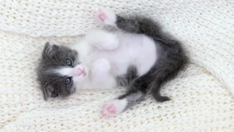 Cute gray cat on a light background Stock-Footage 273540127