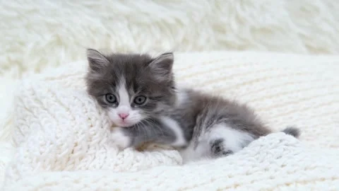 Cute gray cat on a light background Video stock 273540233