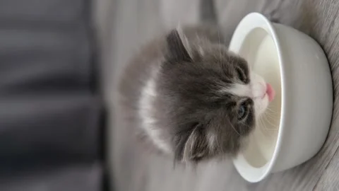 Cute gray cat on a light background Video stock 273540394