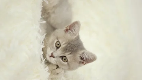 Cute gray cat on a light background Video stock 273540450