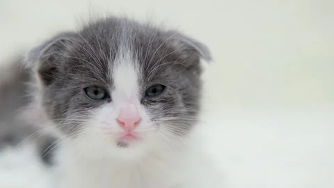 Cute gray cat on a light background Video stock 273540775