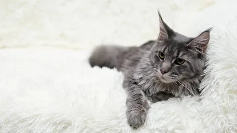 Cute gray cat on a light background Stock-Footage 273540898