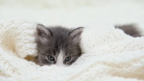 Cute gray cat on a light background Video stock 273541178