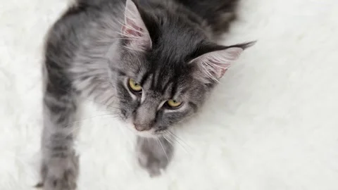 Cute gray cat on a light background Stockbeeldmateriaal 273541289