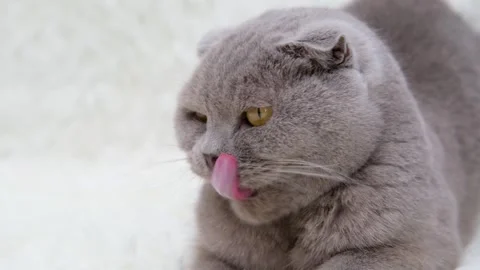 Cute gray cat on a light background Video stock 273541491