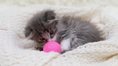 Cute gray cat on a light background Stock-Footage 273541664