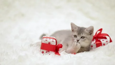 Cute gray cat on a light background Stock Footage 273541758