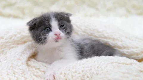 Cute gray cat on a light background Vidéo 274250134