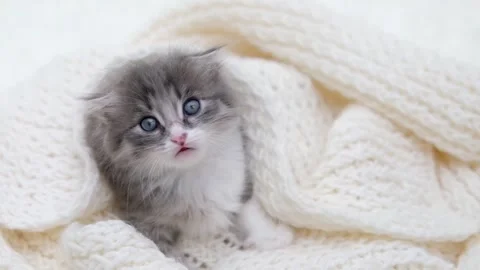 Cute gray cat on a light background Stockbeeldmateriaal 274250302