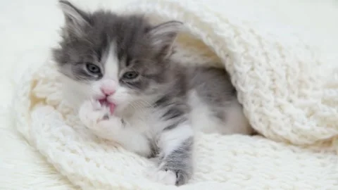 Cute gray cat on a light background Stock Footage 274250413