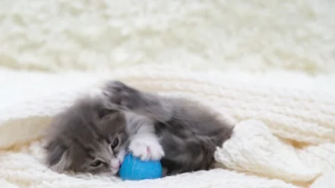 Cute gray cat on a light background 動画素材 274250461