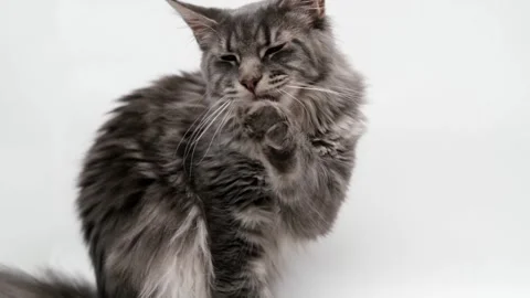 Cute gray cat on a light background Stockbeeldmateriaal 274250652