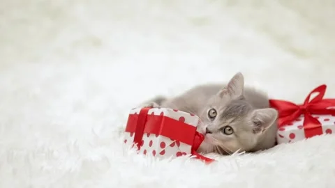 Cute gray cat on a light background Vídeos de archivo 274250804