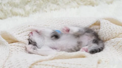 Cute gray cat on a light background Stock Footage 274434160