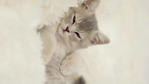 Cute gray cat on a light background Stock Footage 274434172